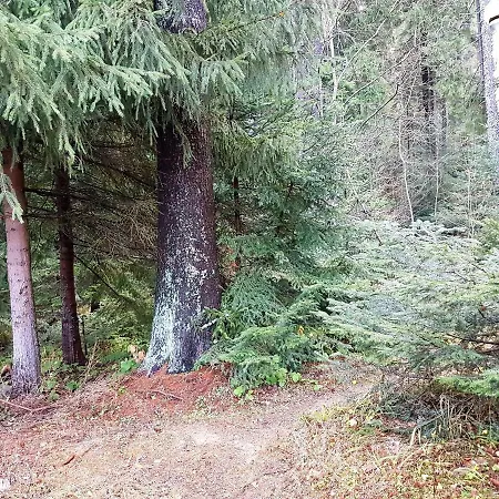 Taffski 波罗维茨